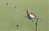 Dickcisselborder=